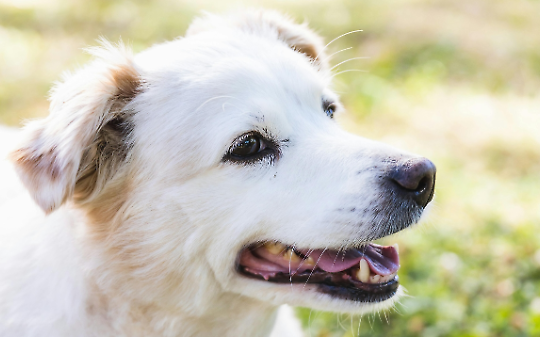 Caselle Torinese, il Palatenda si riempie di code e guinzagli: successo per la giornata della salute veterinaria