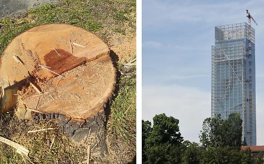 Tigli abbattuti in Canavese, la Regione difende il sindaco: &ldquo;Polemiche surreali&rdquo;