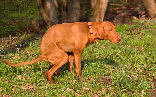 Ozegna richiama i cittadini: &ldquo;Cani s&igrave;, ma con educazione&rdquo;