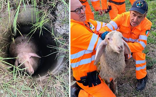 Pecora cade in un pozzo e rischia la vita: i volontari di San Raffaele Cimena la salvano