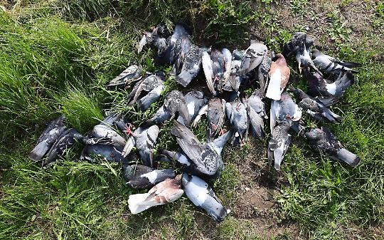 Strage di piccioni tra Caselle e Borgaro: volontari sotto shock