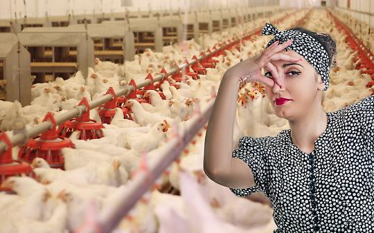 Miasmi dagli allevamenti avicoli