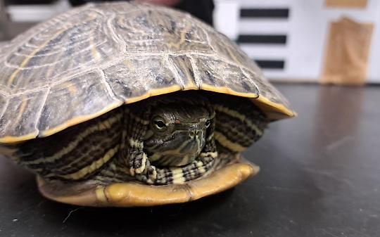 Tartaruga esotica trovata nel parcheggio a Lauriano
