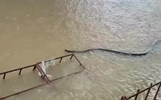 Thailandia, un enorme serpente nuota nelle acque dell’alluvione (VIDEO)