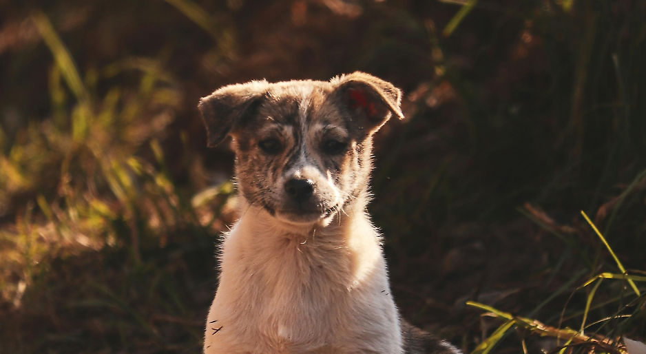 Un cucciolo piange al freddo. Tutti sanno, nessuno interviene