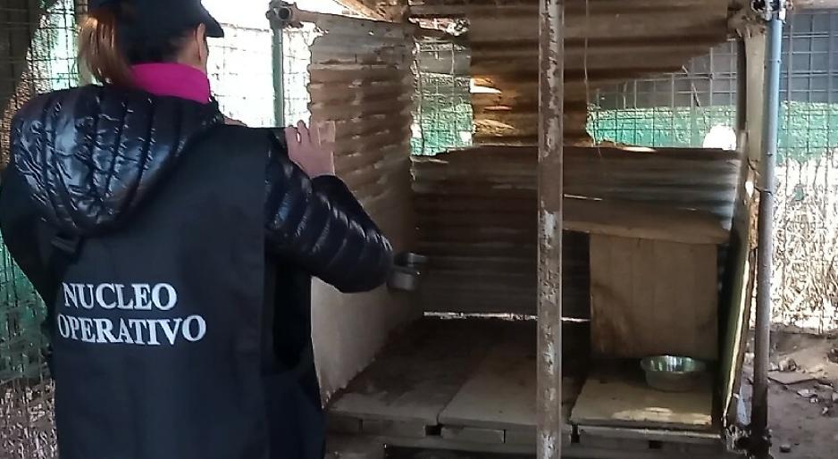 Altri cani prigionieri negli orti urbani a Settimo Torinese. Senz'acqua e tra le feci. Maltrattati nel silenzio generale