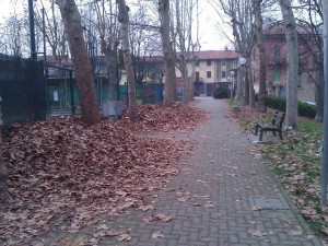 Strambio foglie