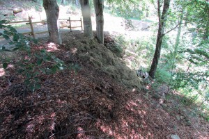 appena inaugurata, qualcuno ha già buttato gli sfalci nell'area della faggetta