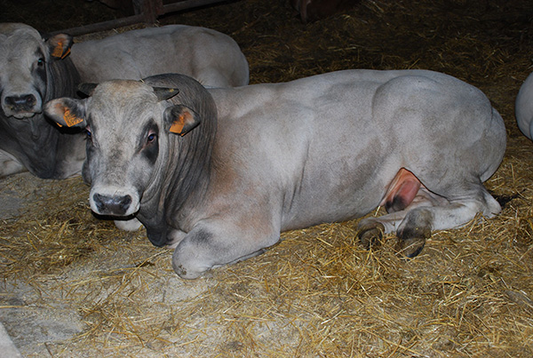 cavour_bovini_razza_piemontese_2
