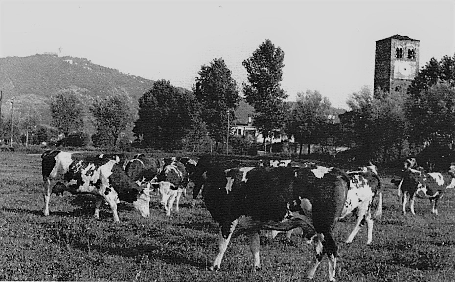 Un'immagine di altri tempi, nei prati dell'Abbadia di Stura