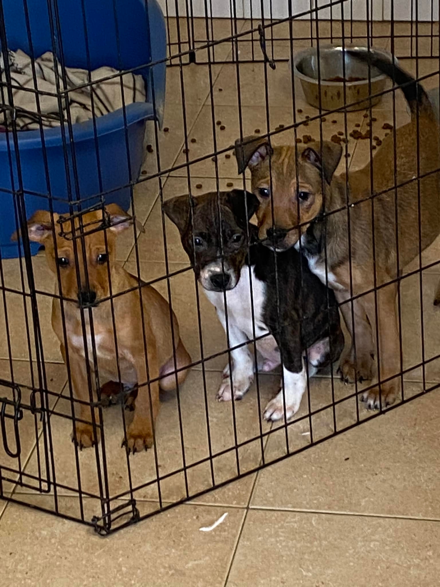 I cuccioli dopo il salvataggio