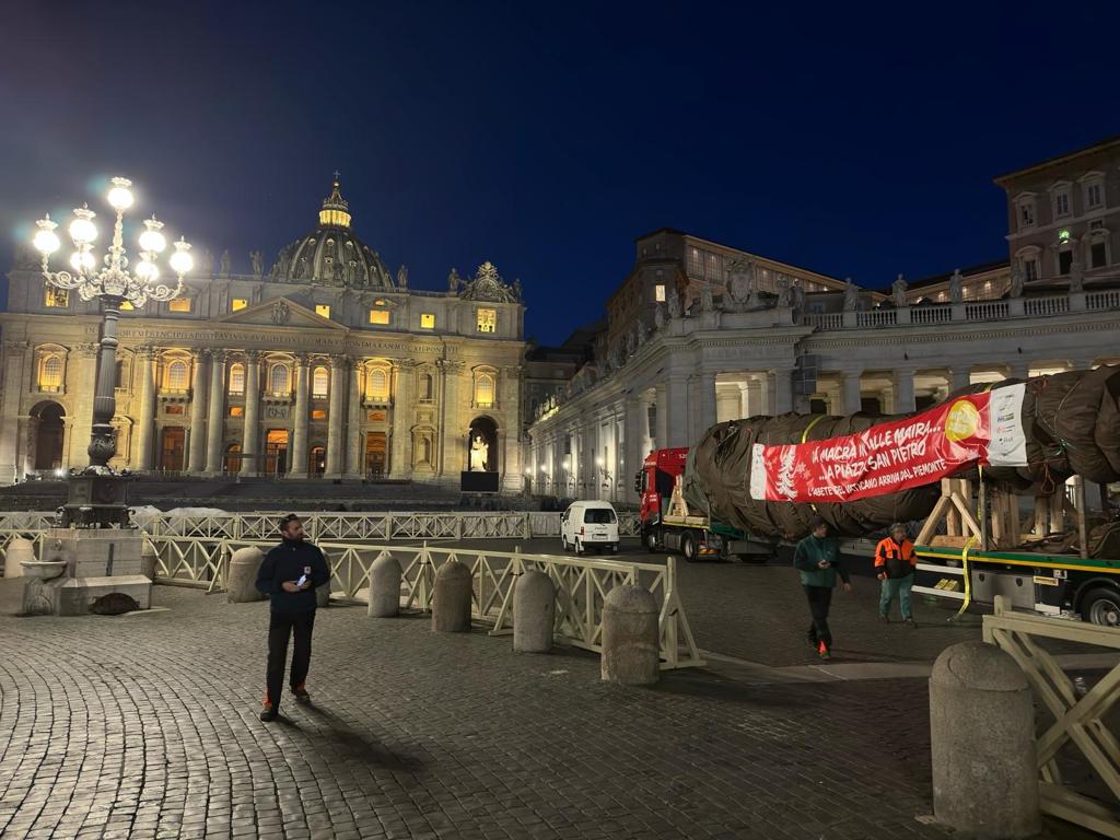 Installazione albero di Natale in Città del Vaticano