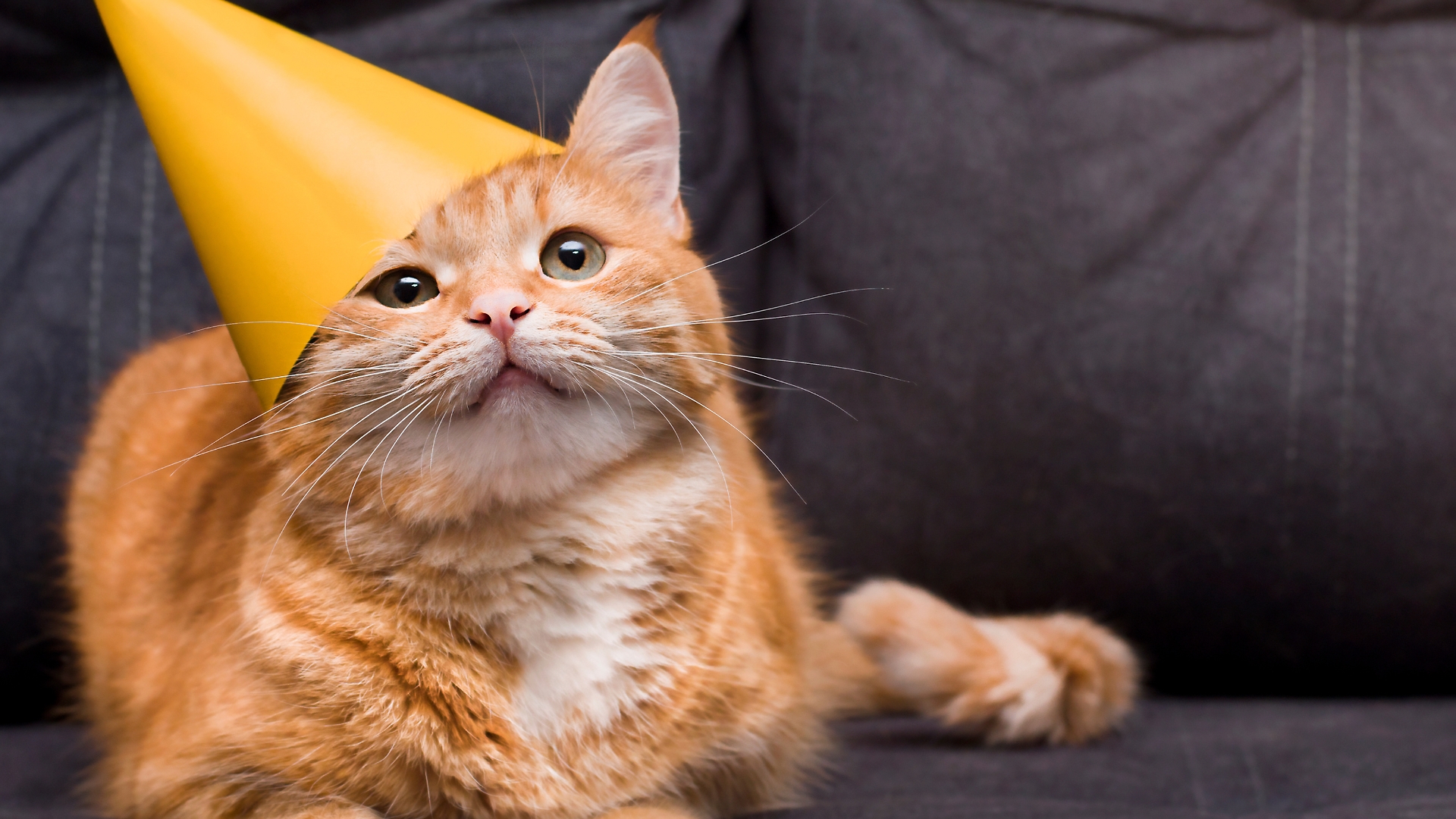 Giornata del gatto