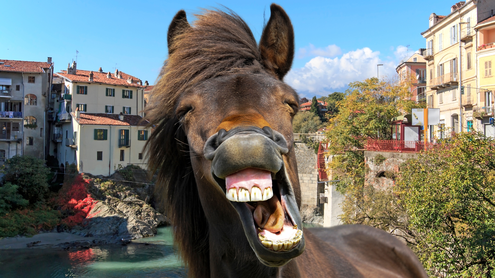 cavalli in centro