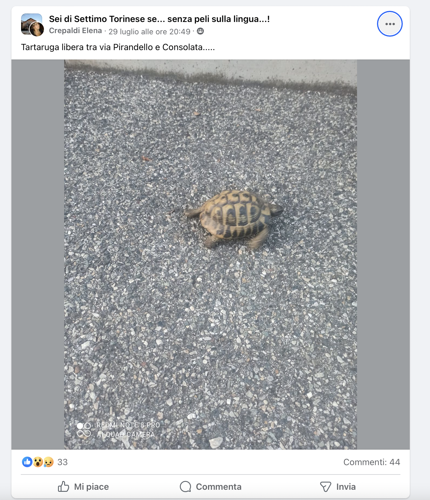 il post sulla tartaruga