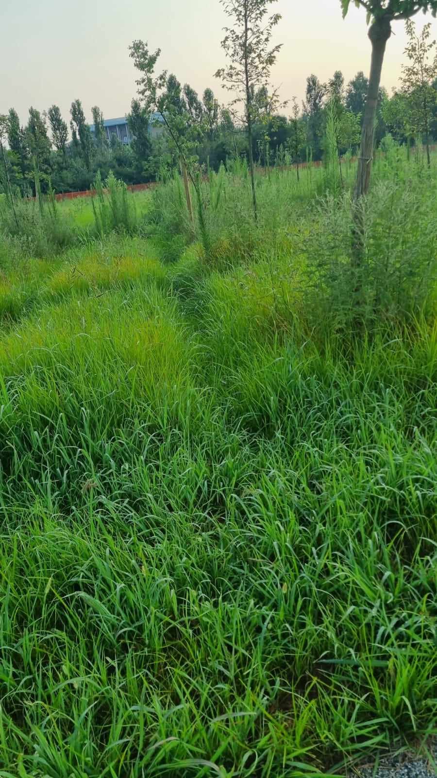 Parco Berlinguer