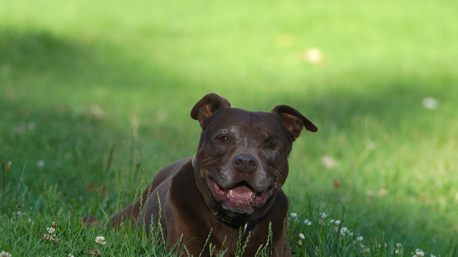pitbull