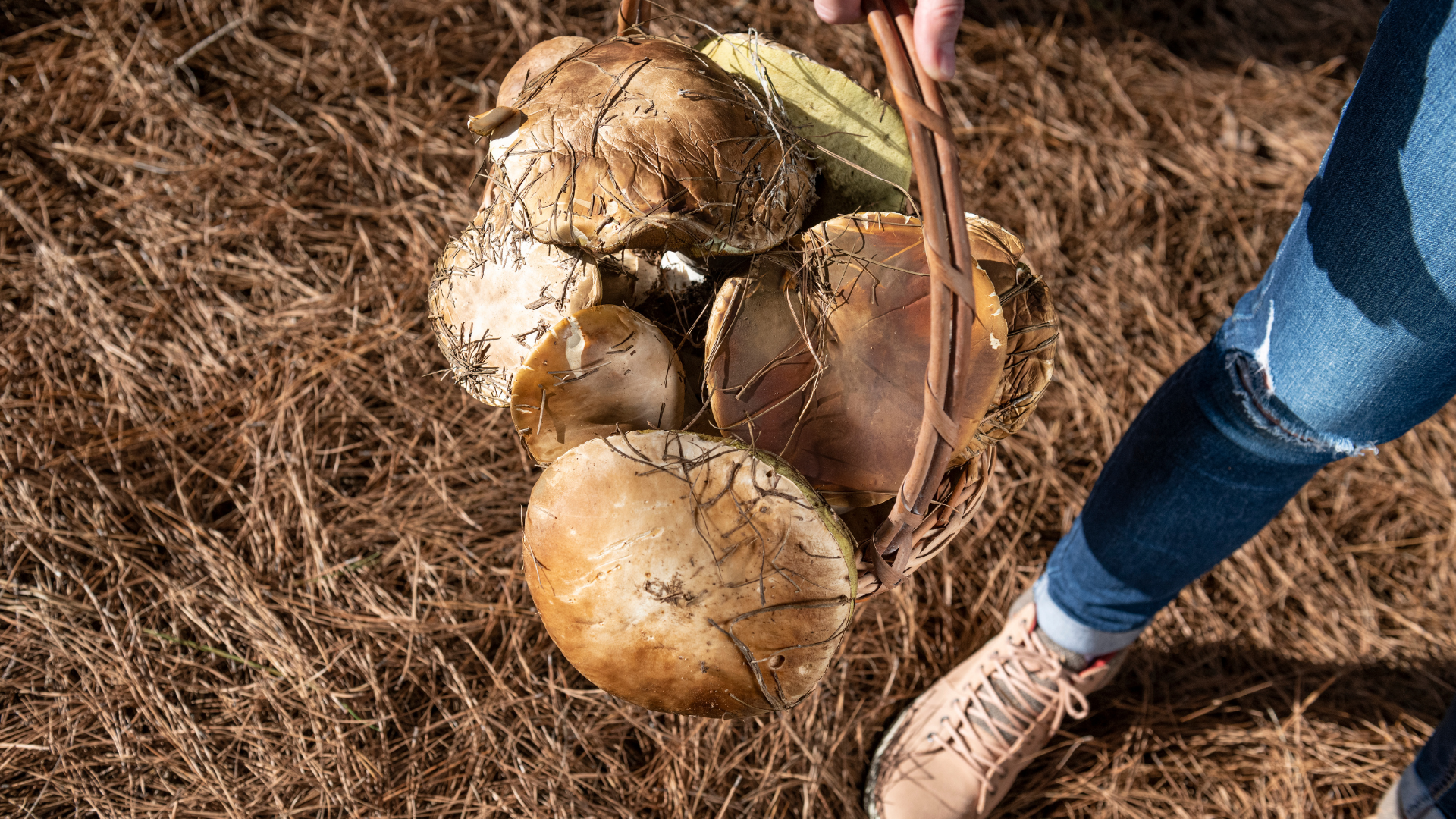 funghi