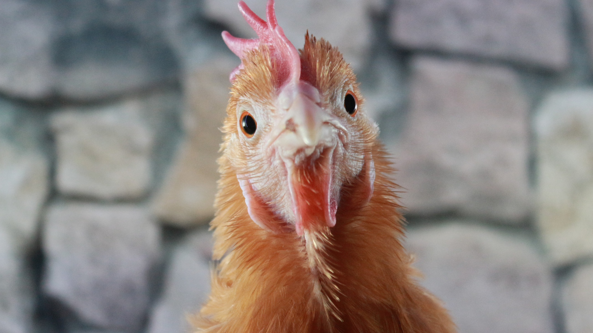 gallina