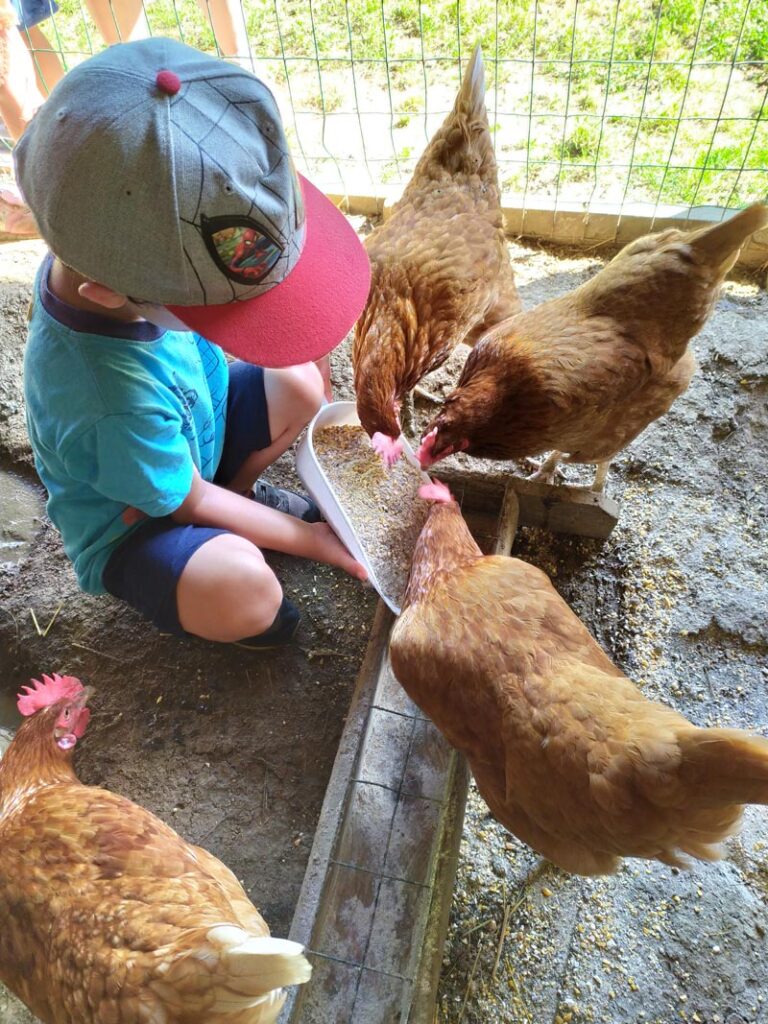 galline