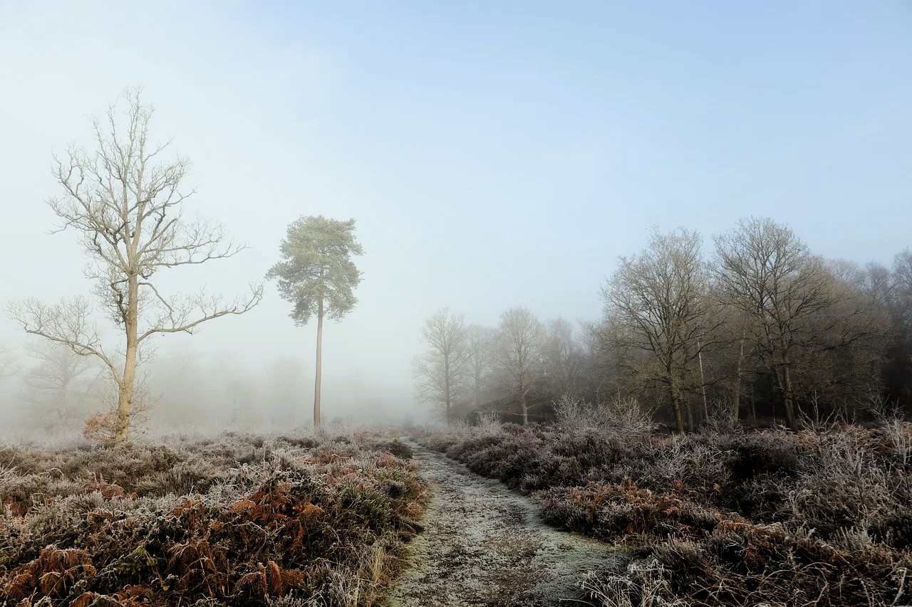 Nebbia nella campagna brulla