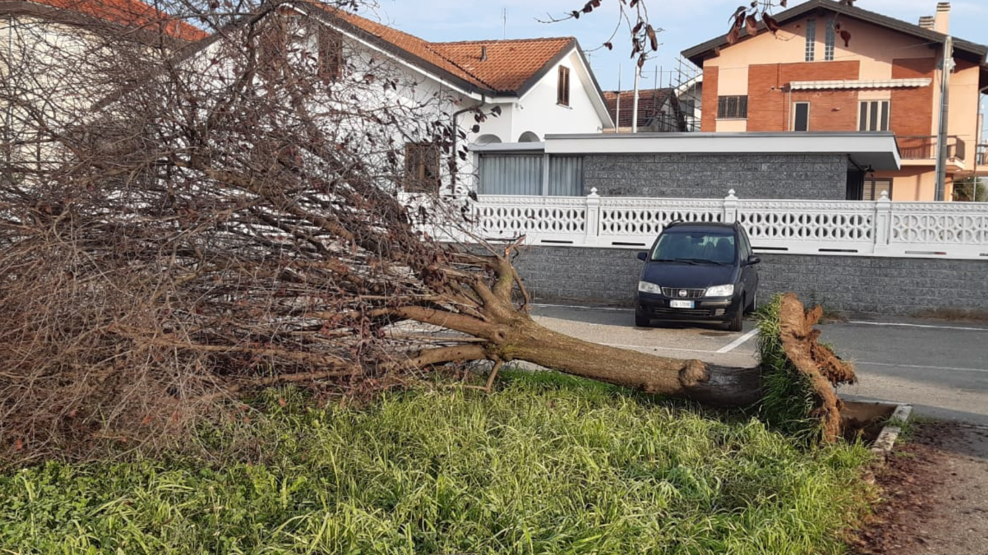 albero caduto