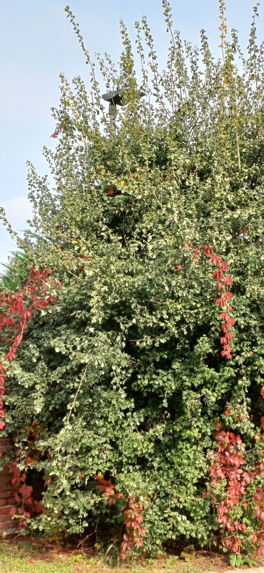 albero avvolge il palo della luce