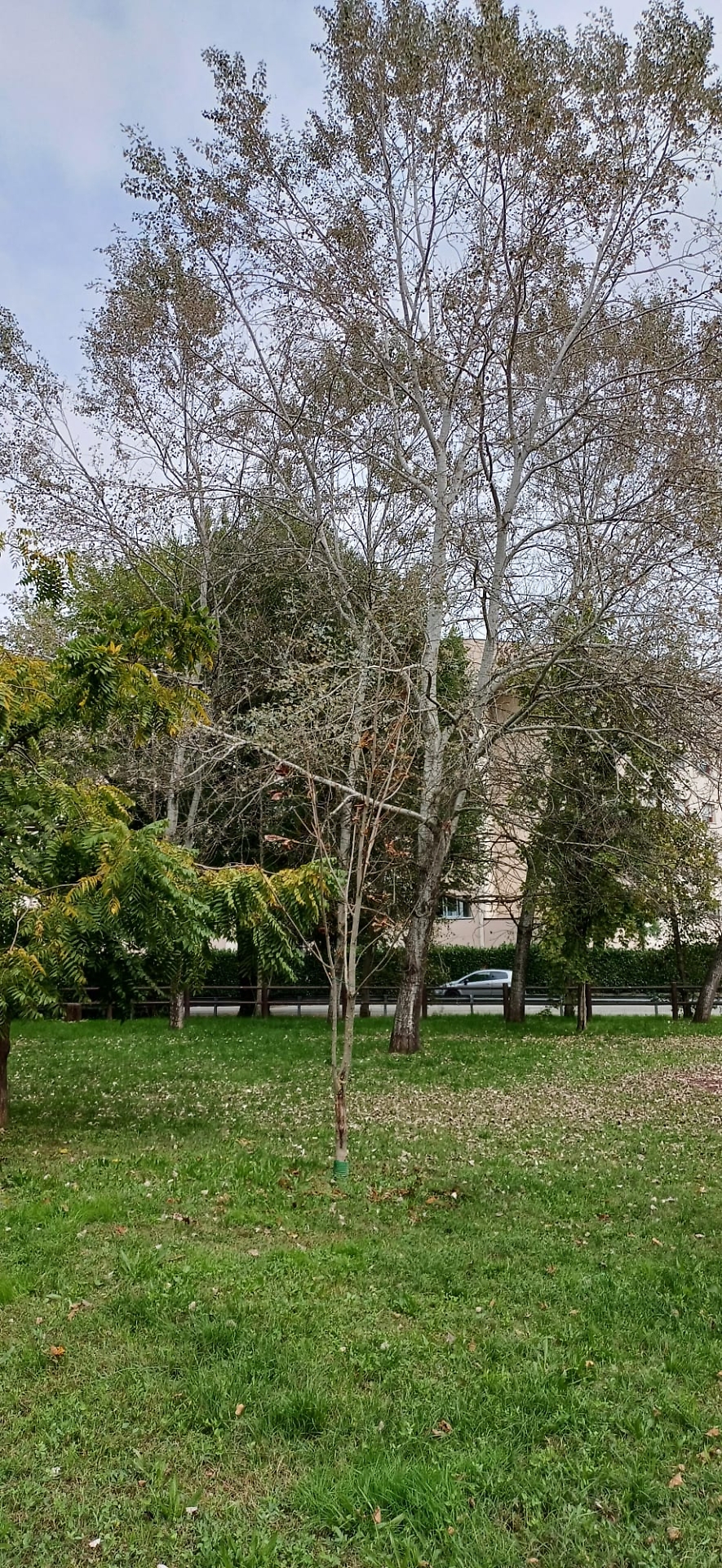 Parco delle papere