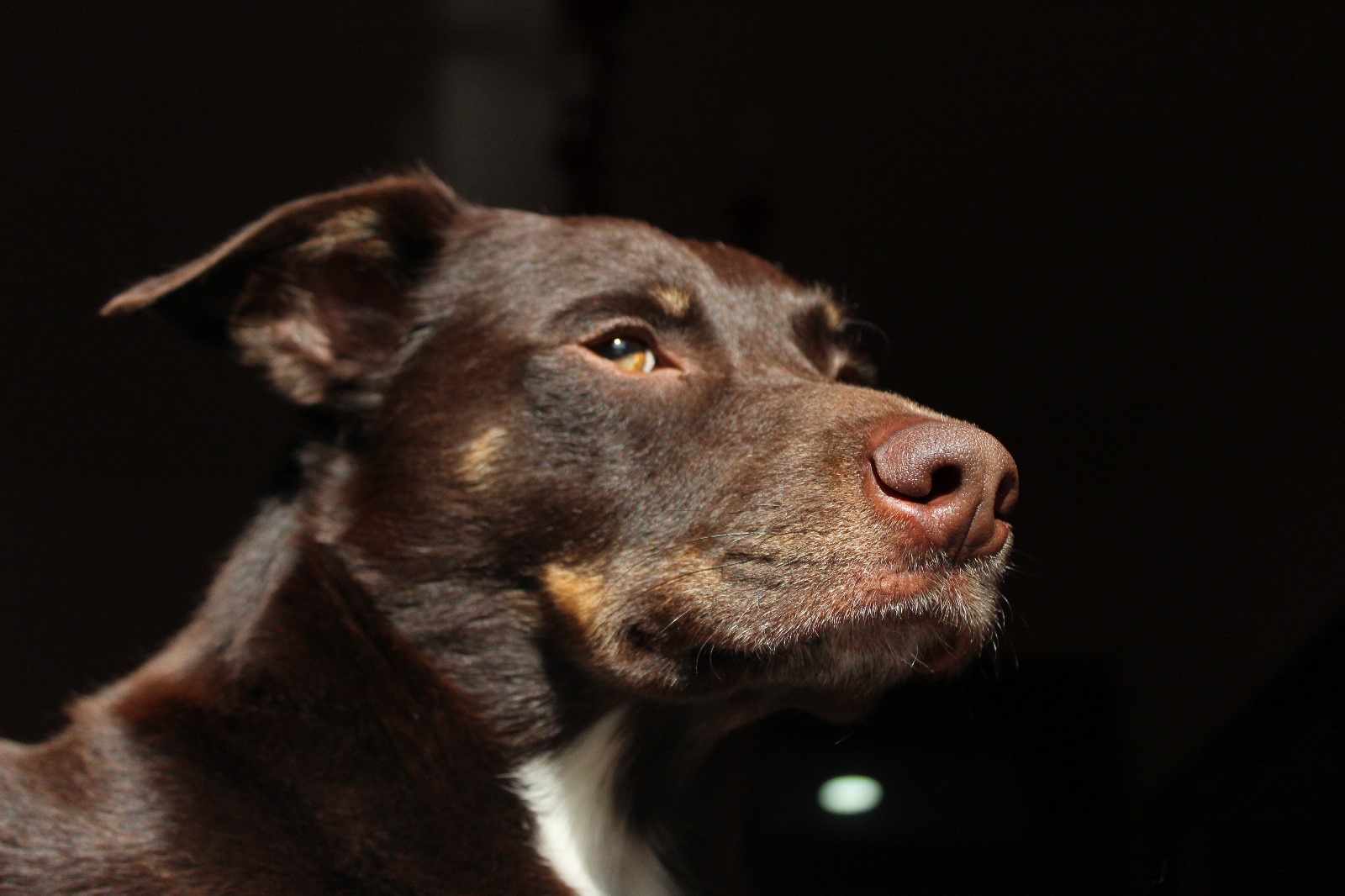 il cane