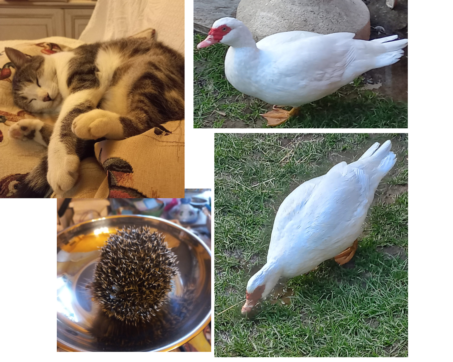 Gli animali della Lida