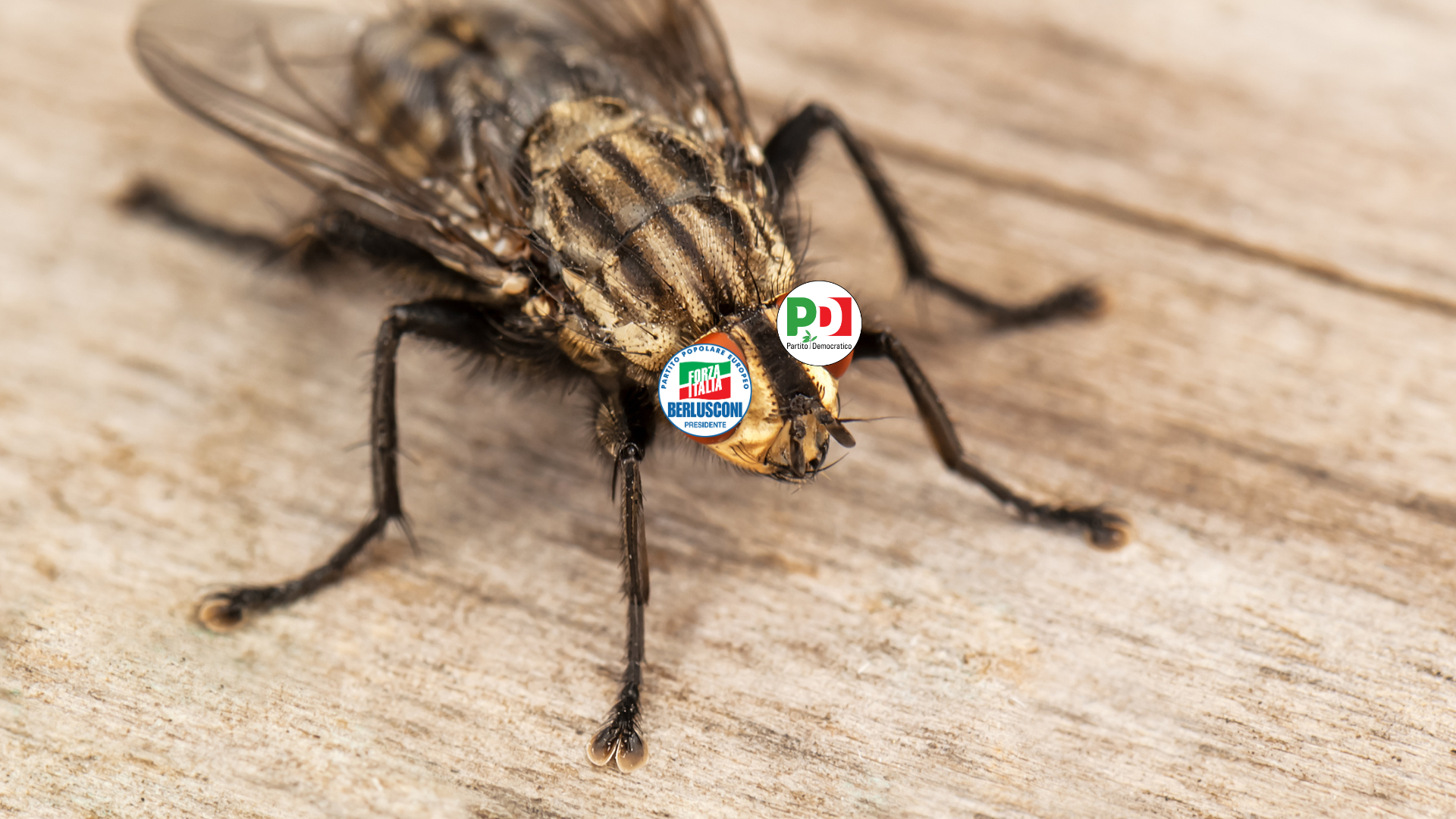 moscerino