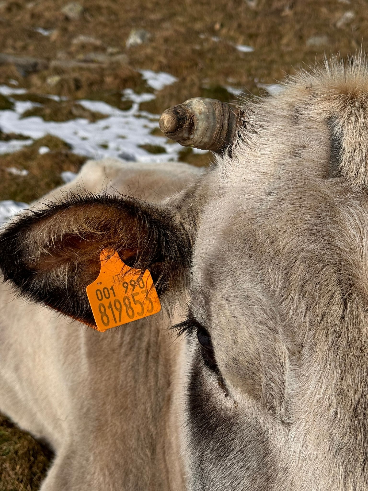 mucca