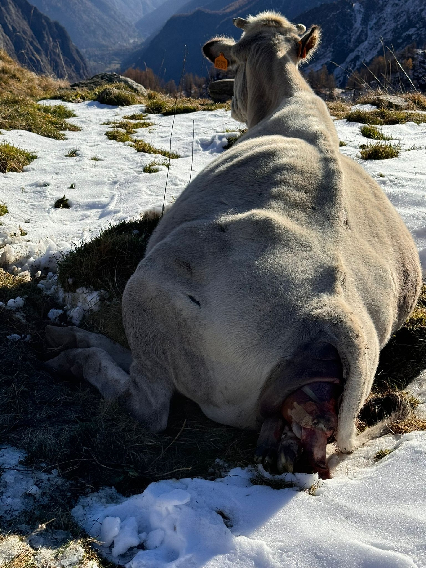 Mucca