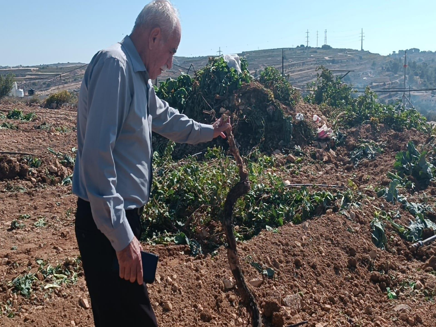 Beit Ummar Frutteto distrutto
