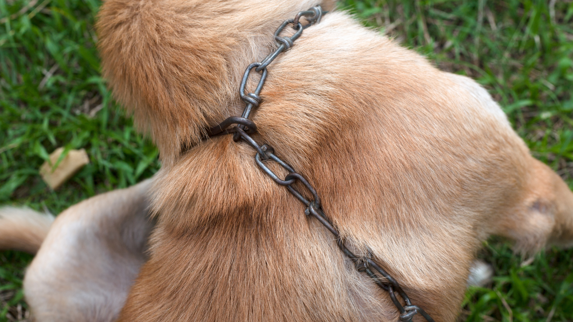 cane
