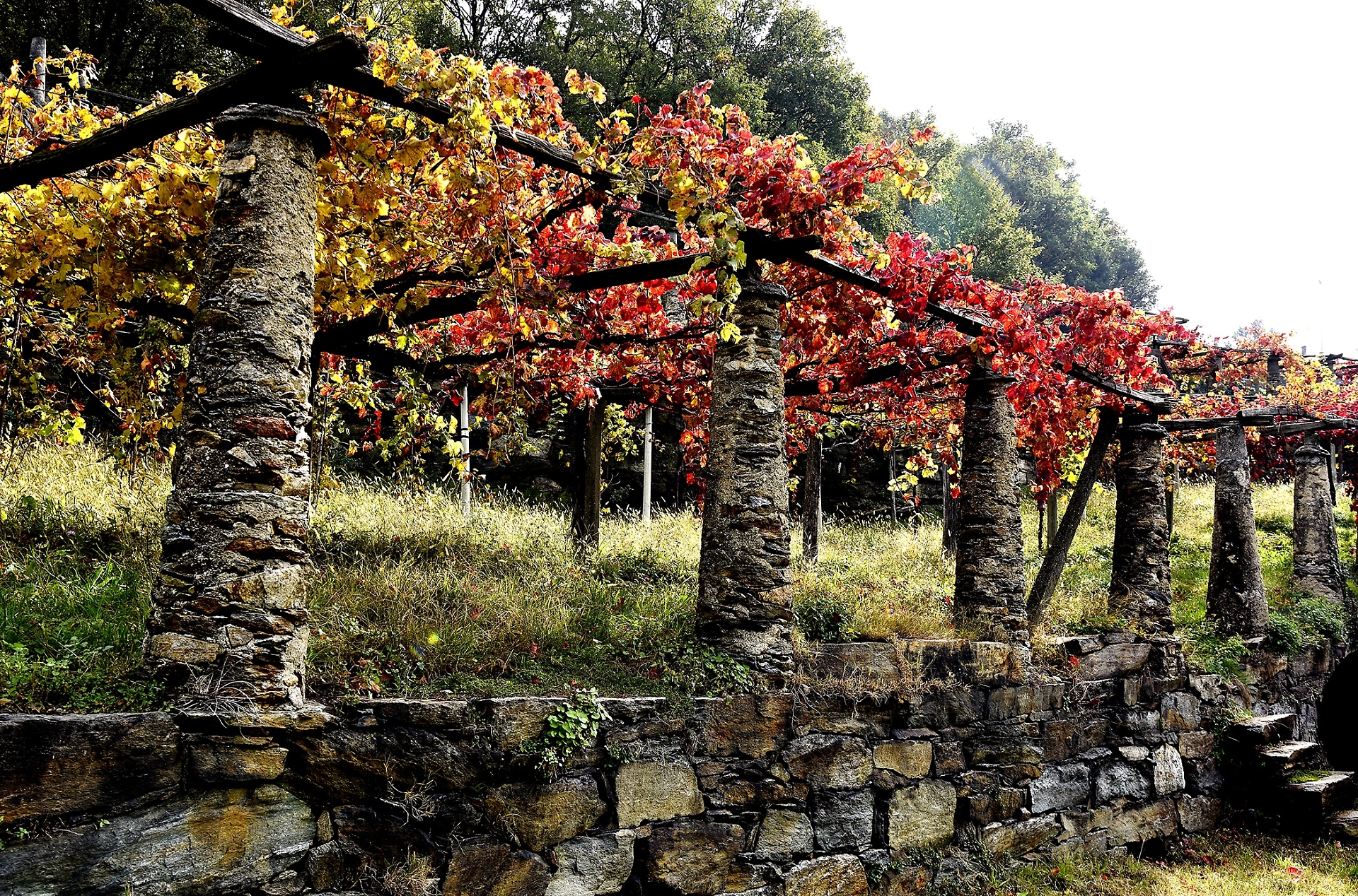 vigneti