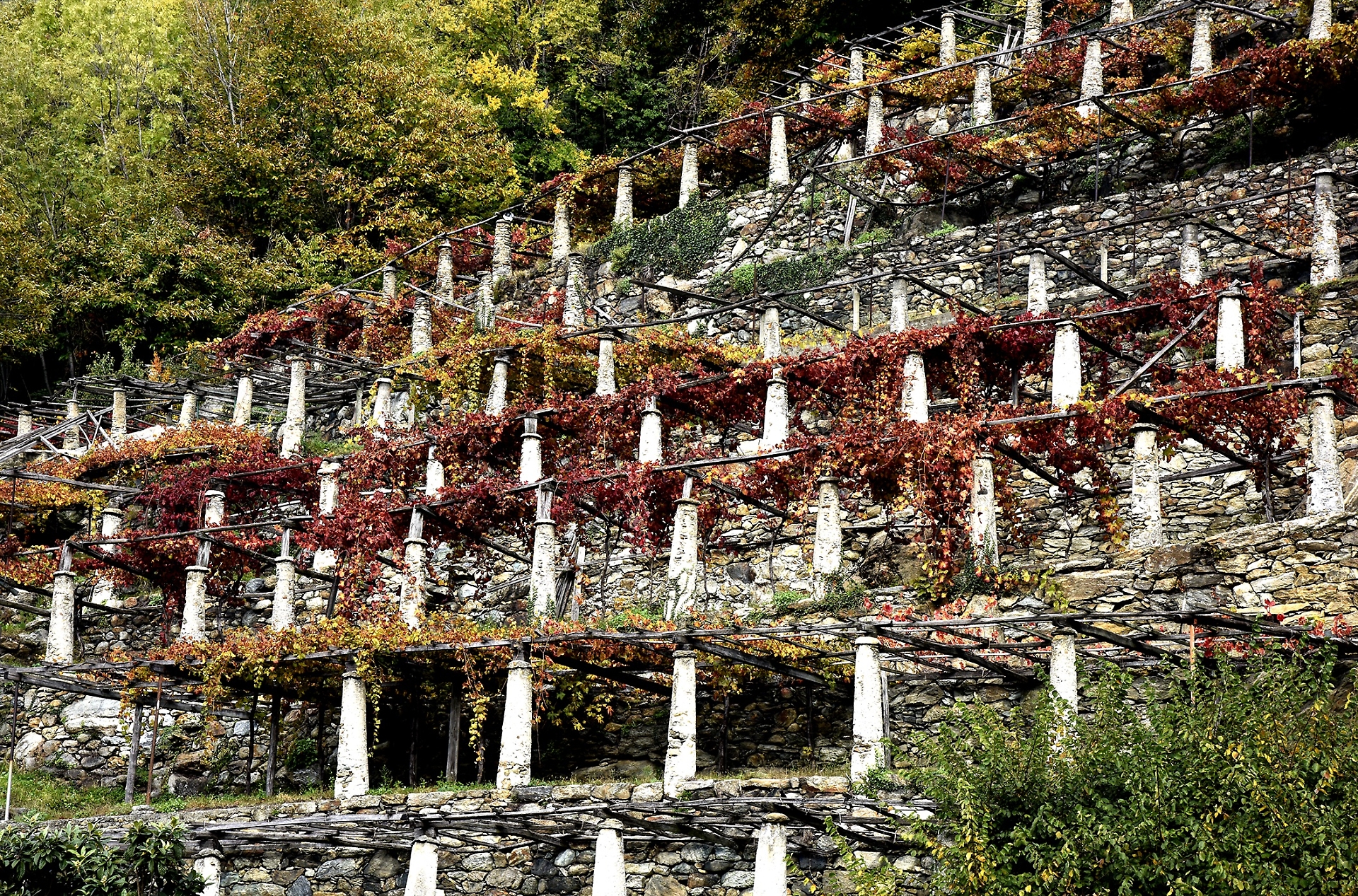 vigneti
