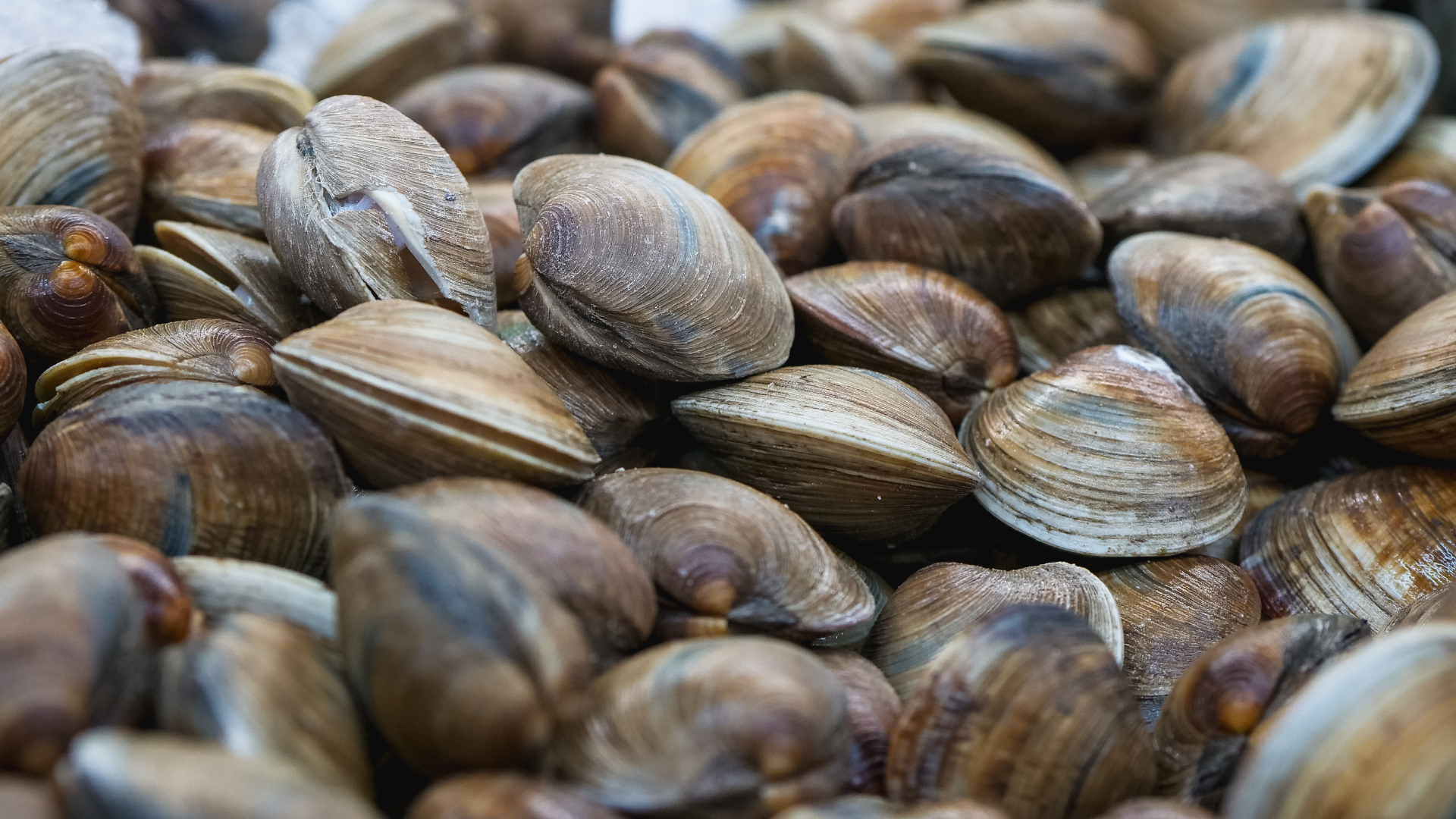 vongole