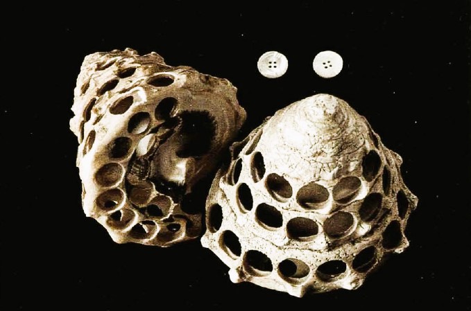 Estrazione dei bottoni da una conchiglia di madreperla