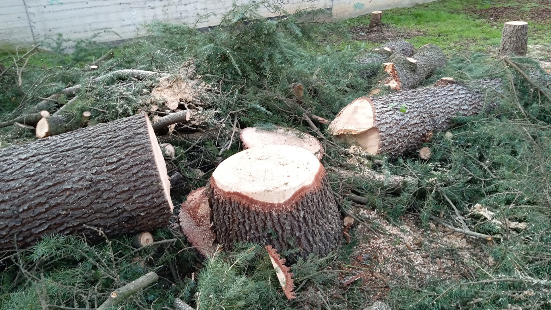 alberi tagliati