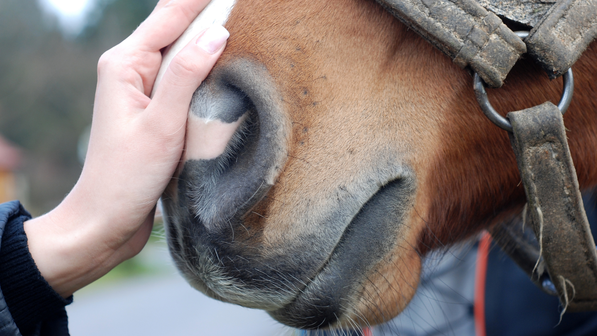 cavallo