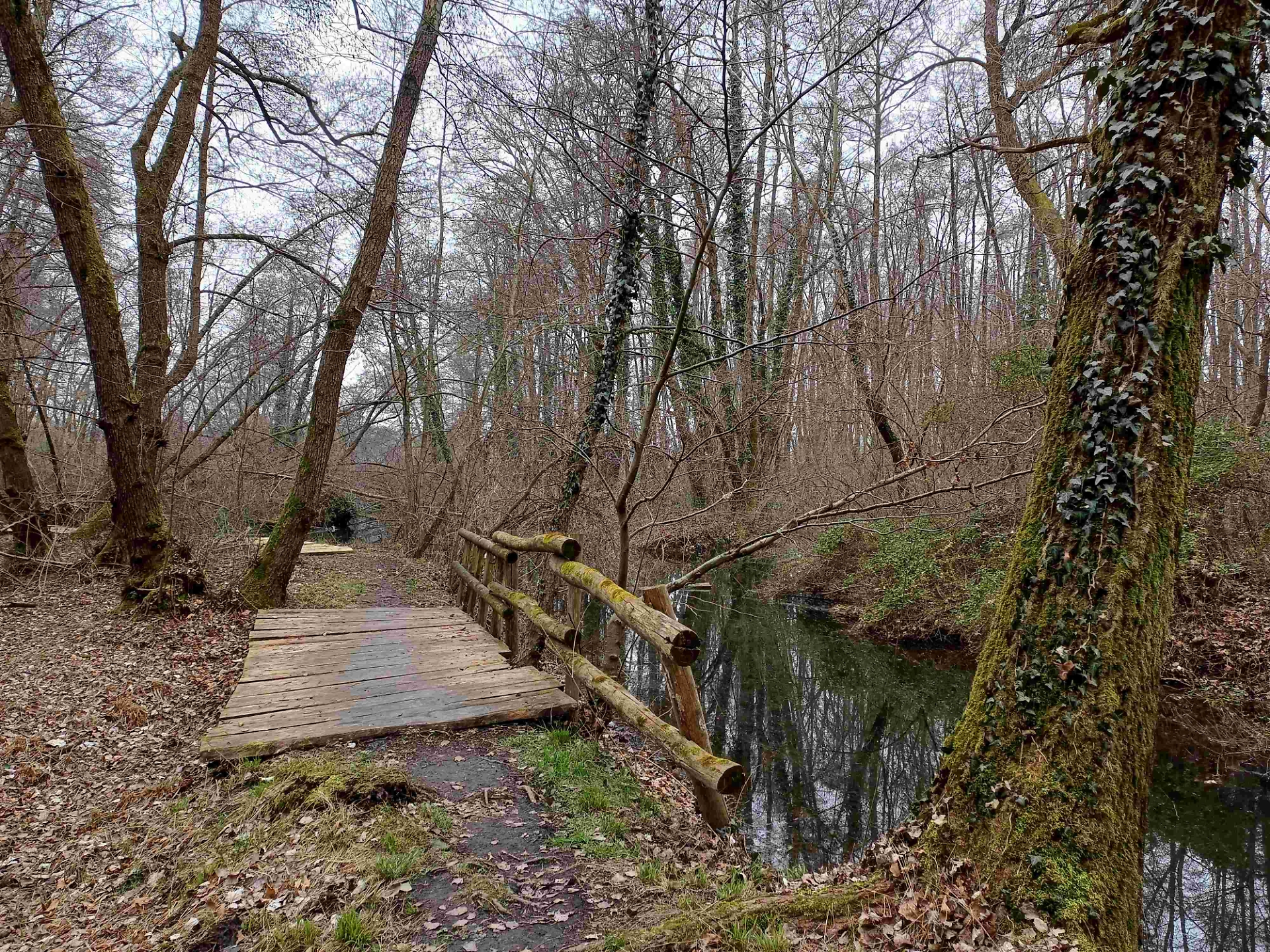 palude