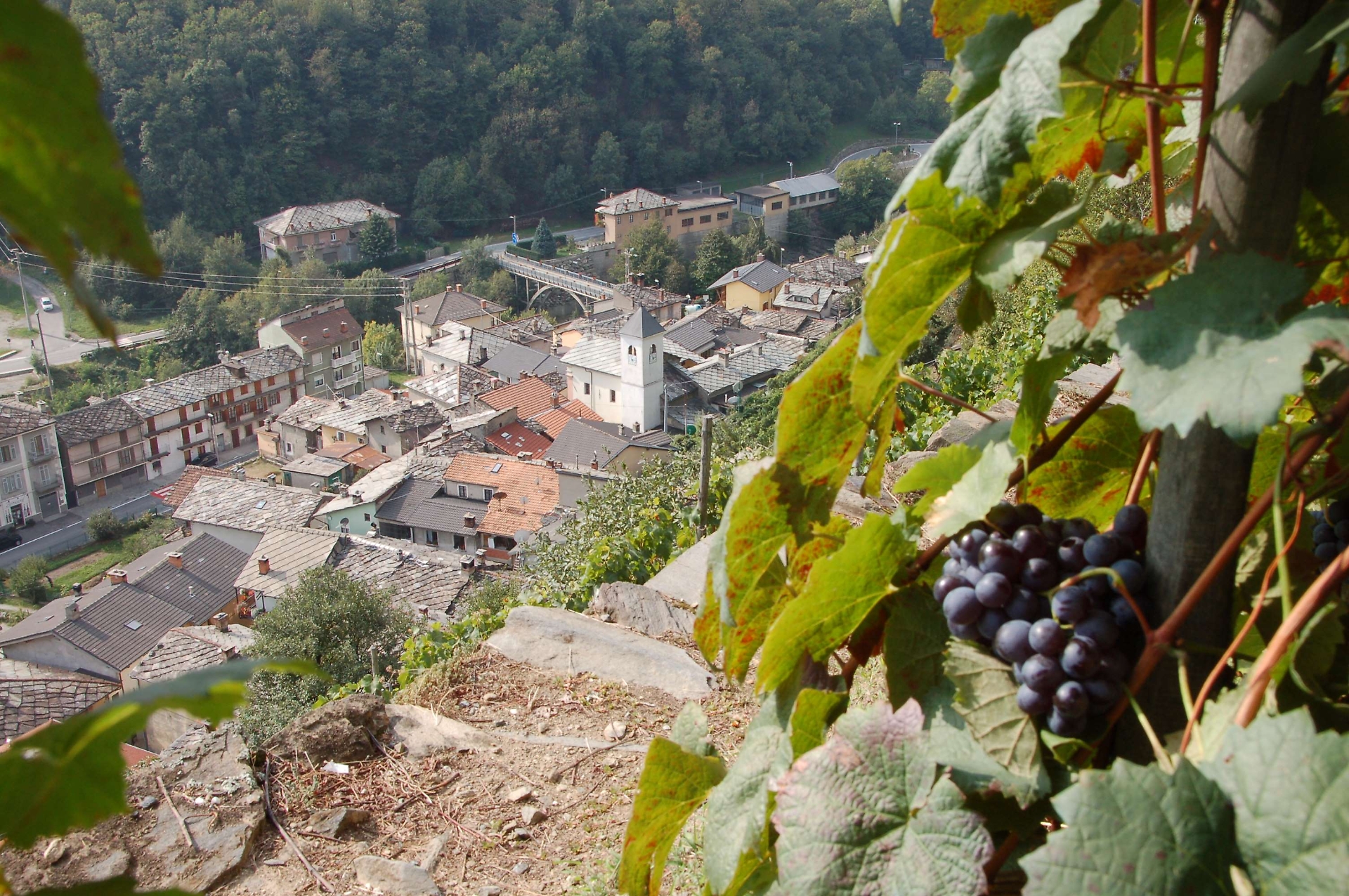 vigneti Pomaretto
