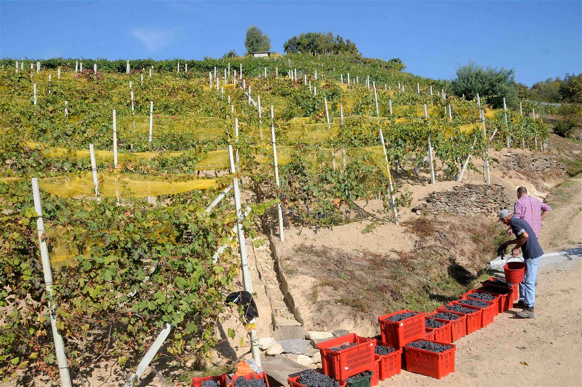 Nebbiolo 