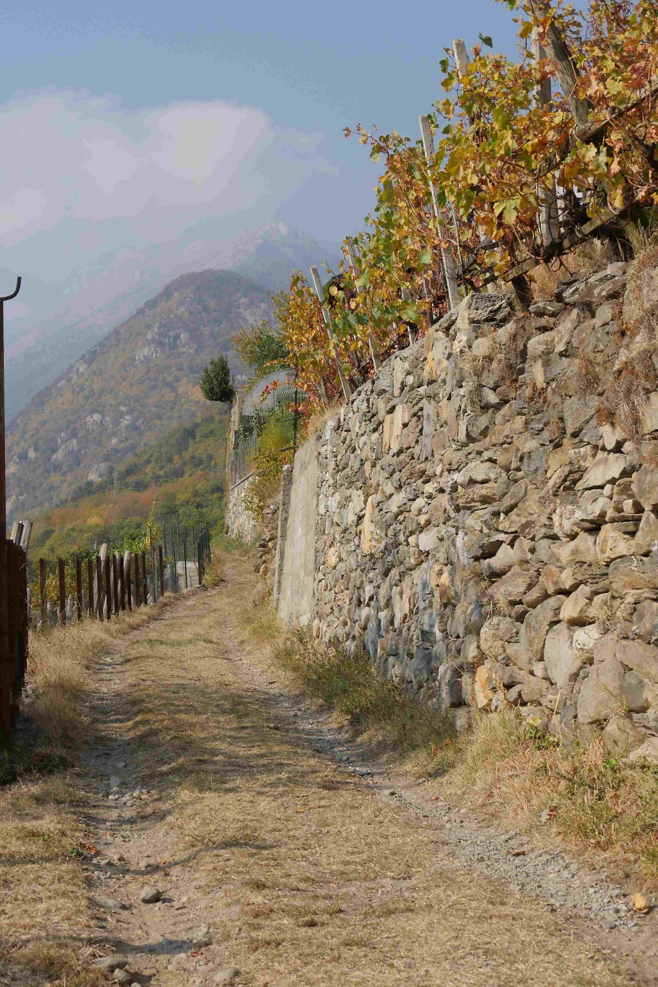 Vigneti Valle Susa