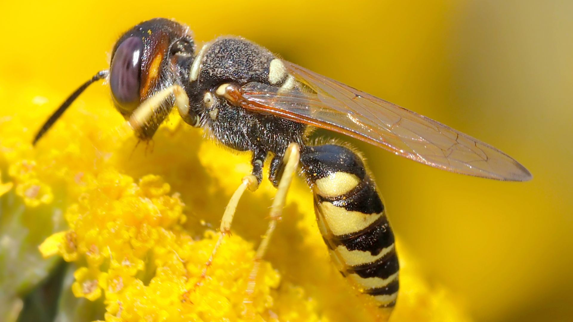 Vespa velutina
