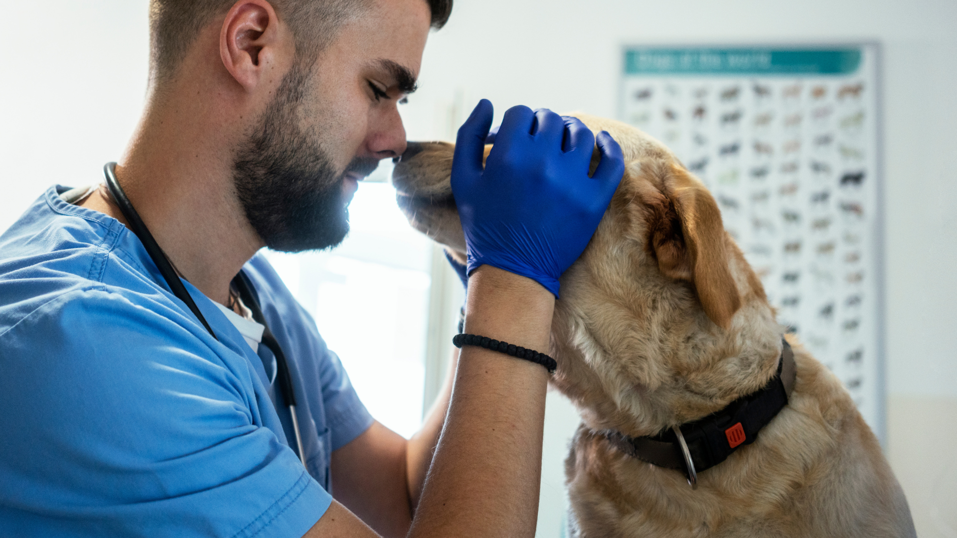 veterinario