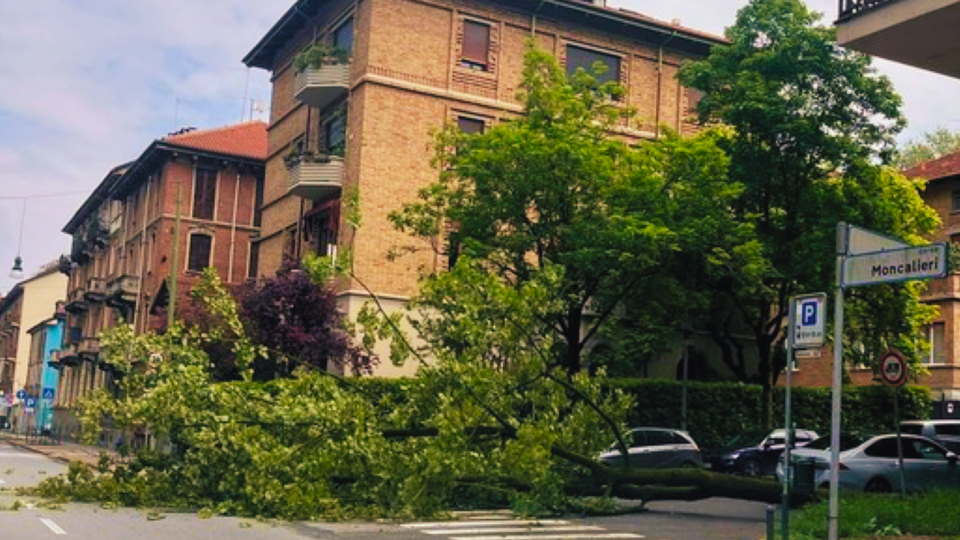 l'albero