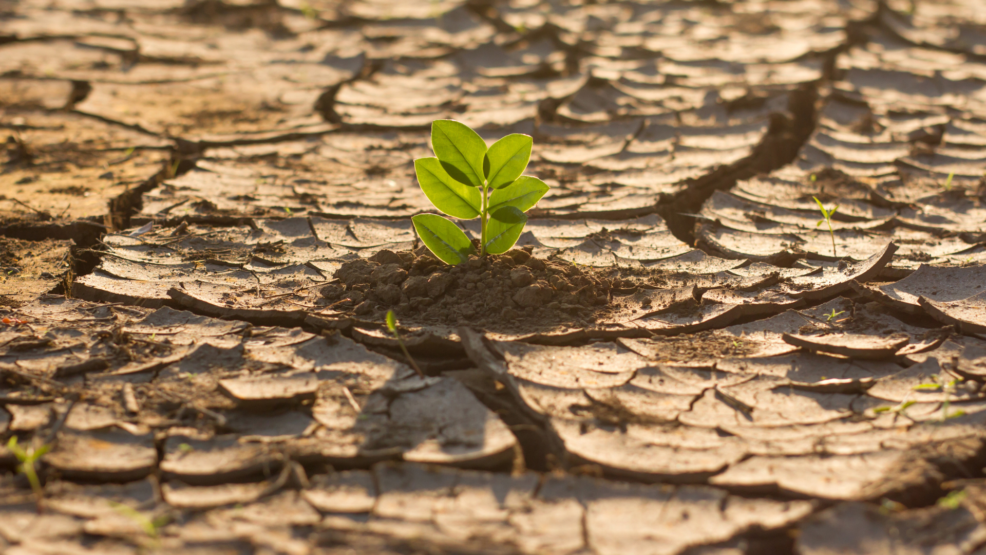 cambiamento climatico