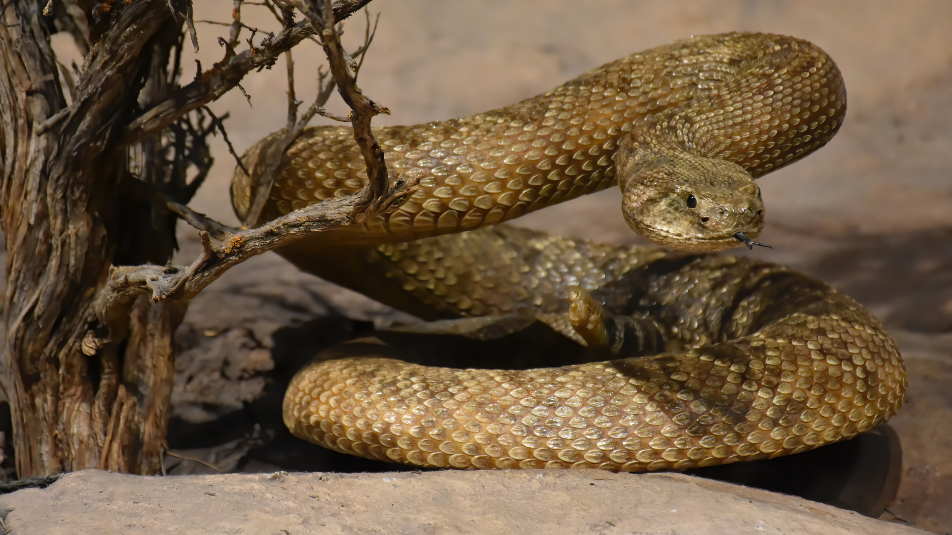 vipera
